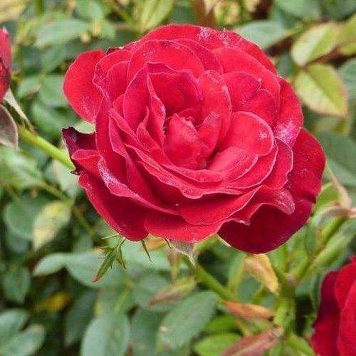 Roșu - Trandafir copac cu trunchi înalt - cu flori mărunți - coroană compactă